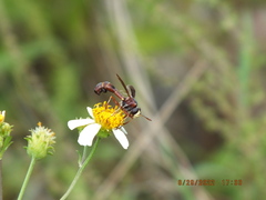 Physocephala tibialis