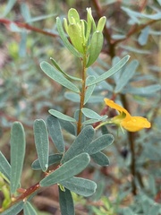 Pultenaea euchila