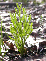 Lateristachys lateralis