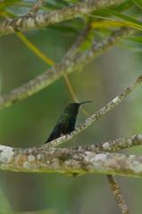 Eulampis holosericeus