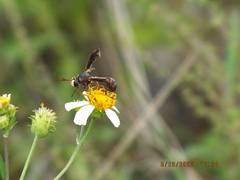 Physocephala tibialis