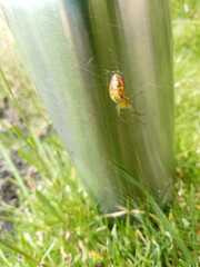 Alpaida variabilis