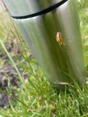 Alpaida variabilis