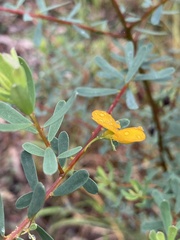 Pultenaea euchila