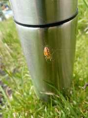 Alpaida variabilis