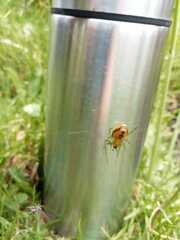 Alpaida variabilis