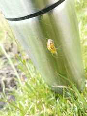 Alpaida variabilis