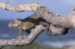 Iguana delicatissima