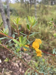 Pultenaea euchila