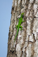 Anolis marmoratus