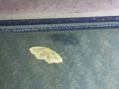 Lambdina fiscellaria