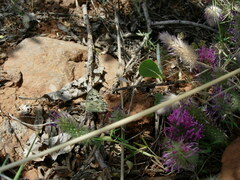 Trifolium purpureum