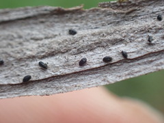 Opegrapha