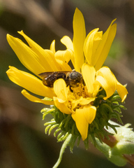 Dianthidium