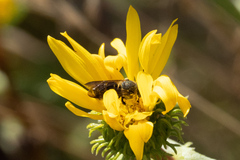 Dianthidium