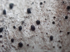 Opegrapha