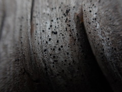 Opegrapha