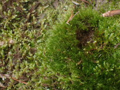 Ditrichum heteromallum