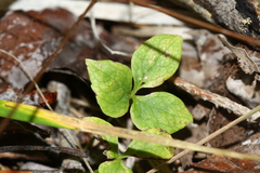 Clematis occidentalis grosseserrata