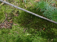 Ditrichum heteromallum