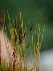 Ditrichum heteromallum