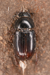 Aphodiinae