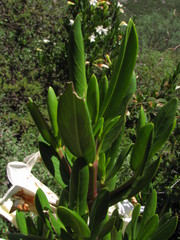 Nernstia mexicana