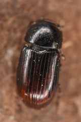 Aphodiinae