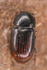 Aphodiinae