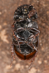 Aphodiinae