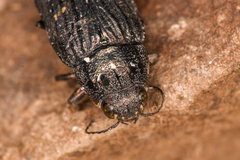 Buprestis nutalli