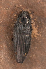 Buprestis nutalli