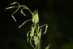 Anticlea occidentalis
