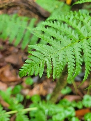 Dryopteris marginalis