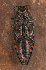 Buprestis nutalli