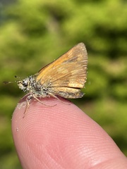 Ochlodes sylvanoides