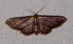 Idaea demissaria