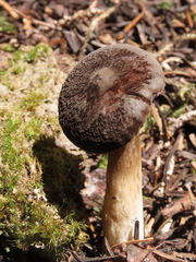 Lactarius fallax