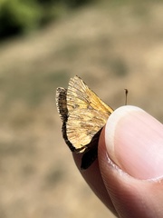 Ochlodes sylvanoides