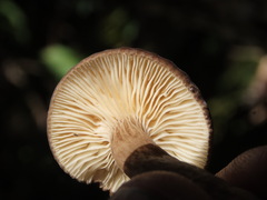 Lactarius fallax