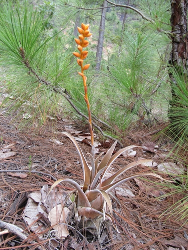 Catopsis subulata, photograph 6