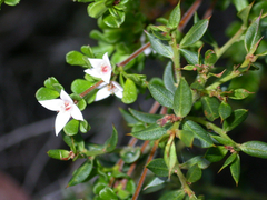 Boronia algida