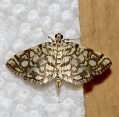 Lygropia rivulalis