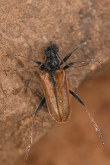 Lepturinae