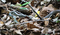 Coluber constrictor flaviventris