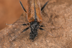 Lepturinae