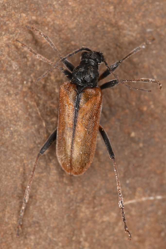 Acmaeops proteus