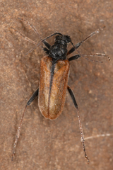 Lepturinae