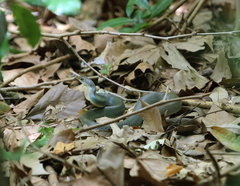 Coluber constrictor flaviventris