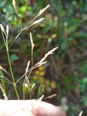 Agrostis gigantea